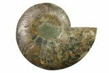 Cut & Polished Ammonite Fossil (Half) - Madagascar #341213-1